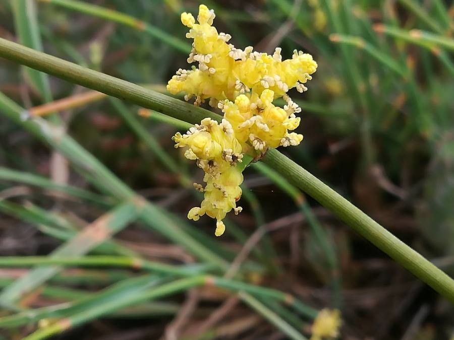Ephedra distachya flower