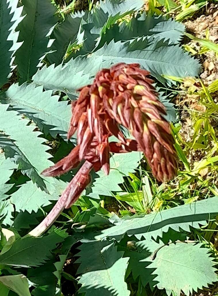 Melianthus major flower