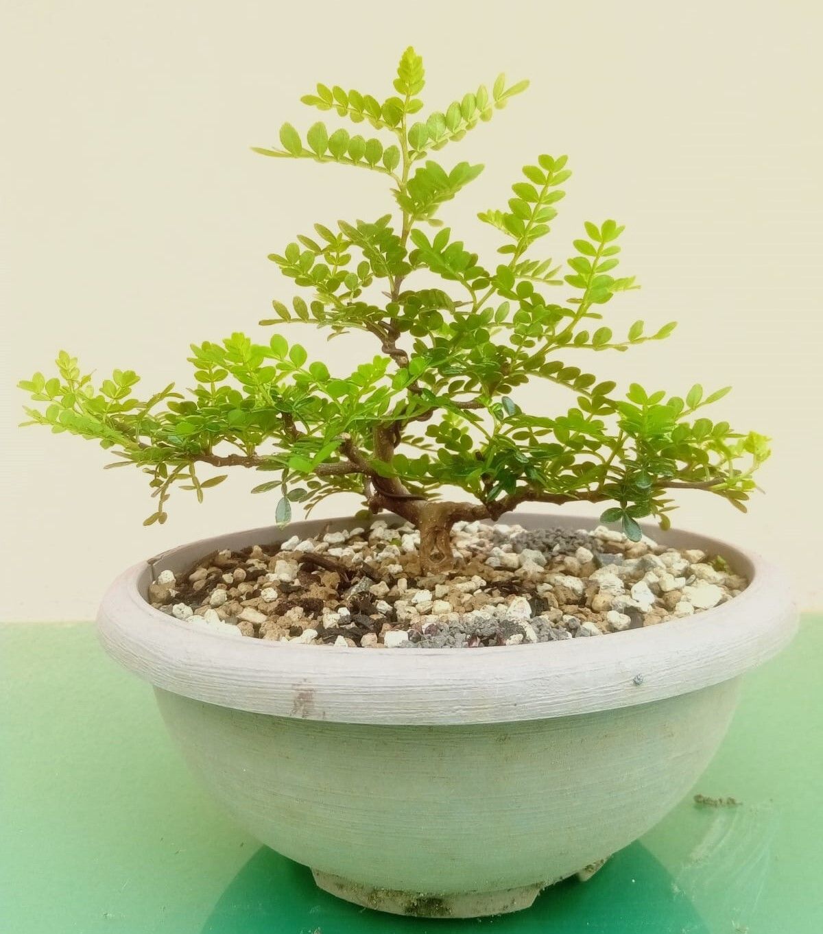 Zanthoxylum beecheyanum habit