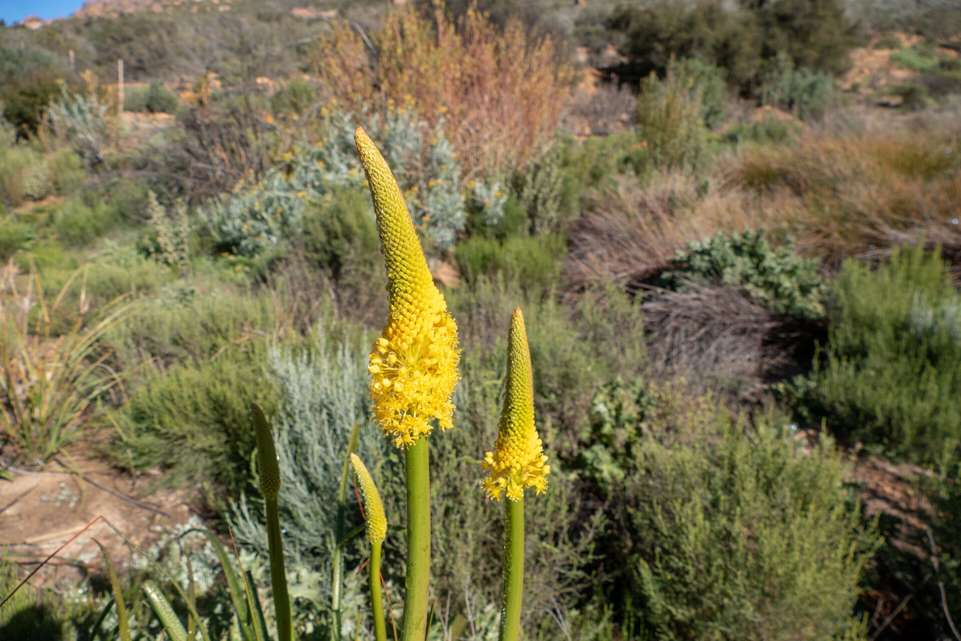Bulbinella nutans flower