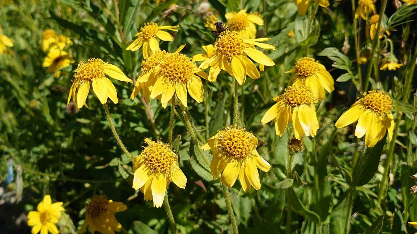 Arnica nevadensis flower