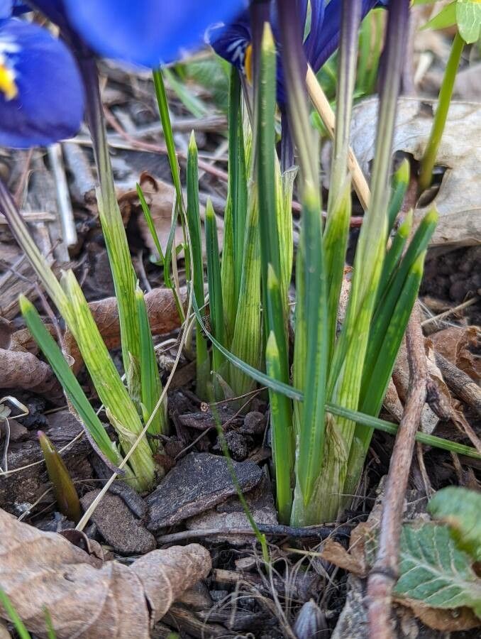 Iris reticulata leaf