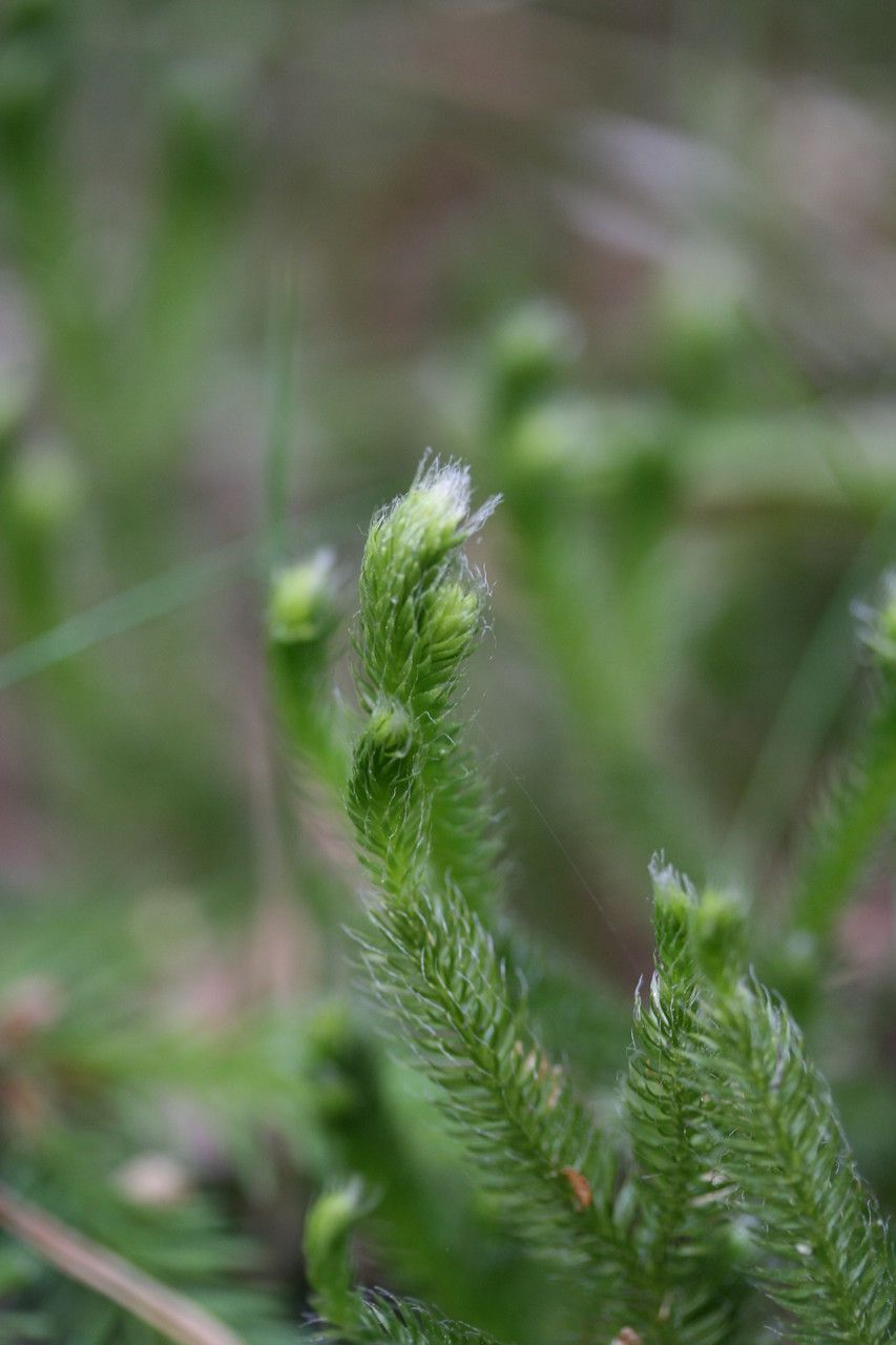 Lycopodium clavatum