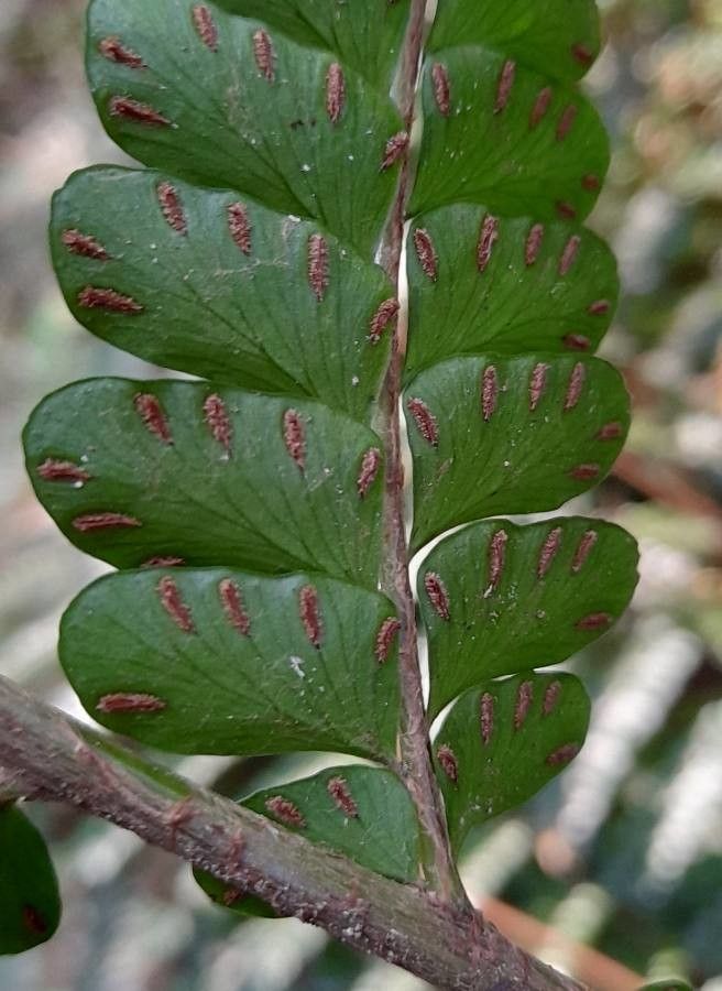 Didymochlaena truncatula fruit