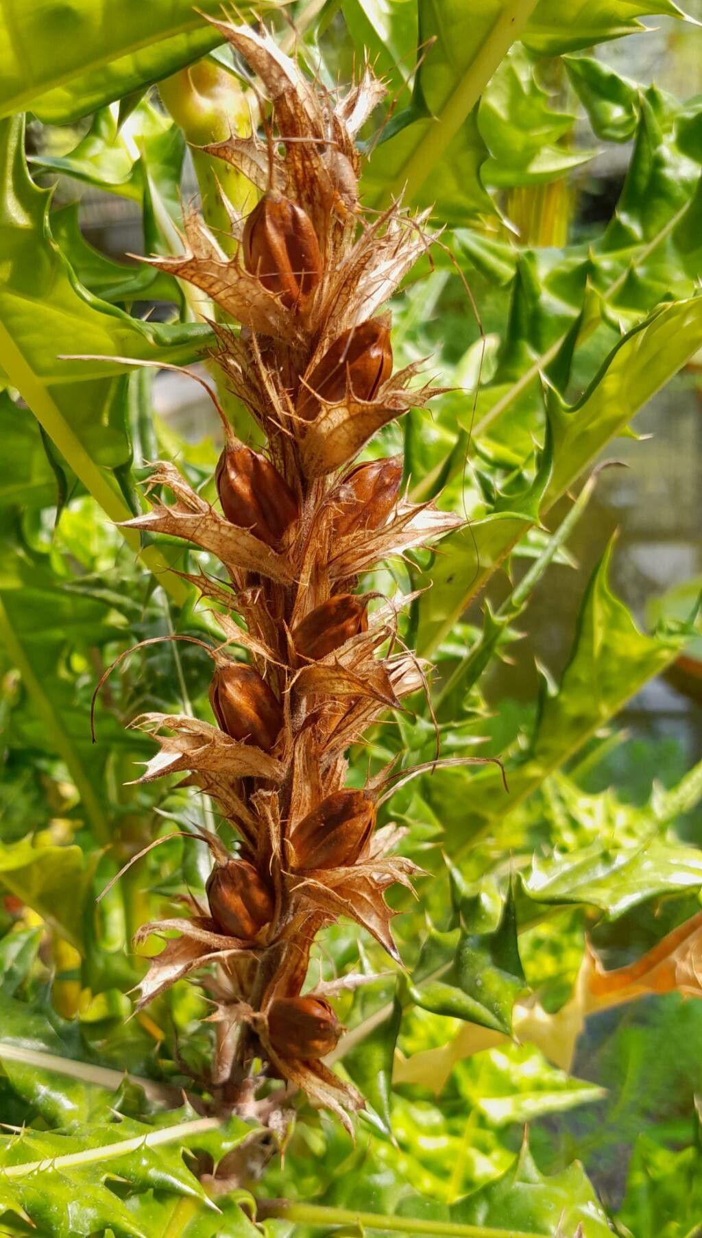 Acanthus montanus fruit