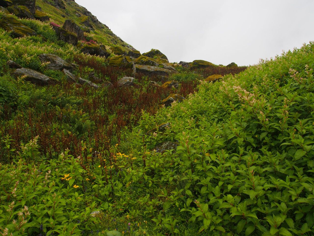 Pedicularis hoffmeisteri other
