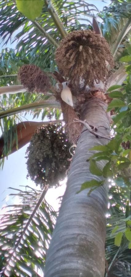 Roystonea oleracea fruit