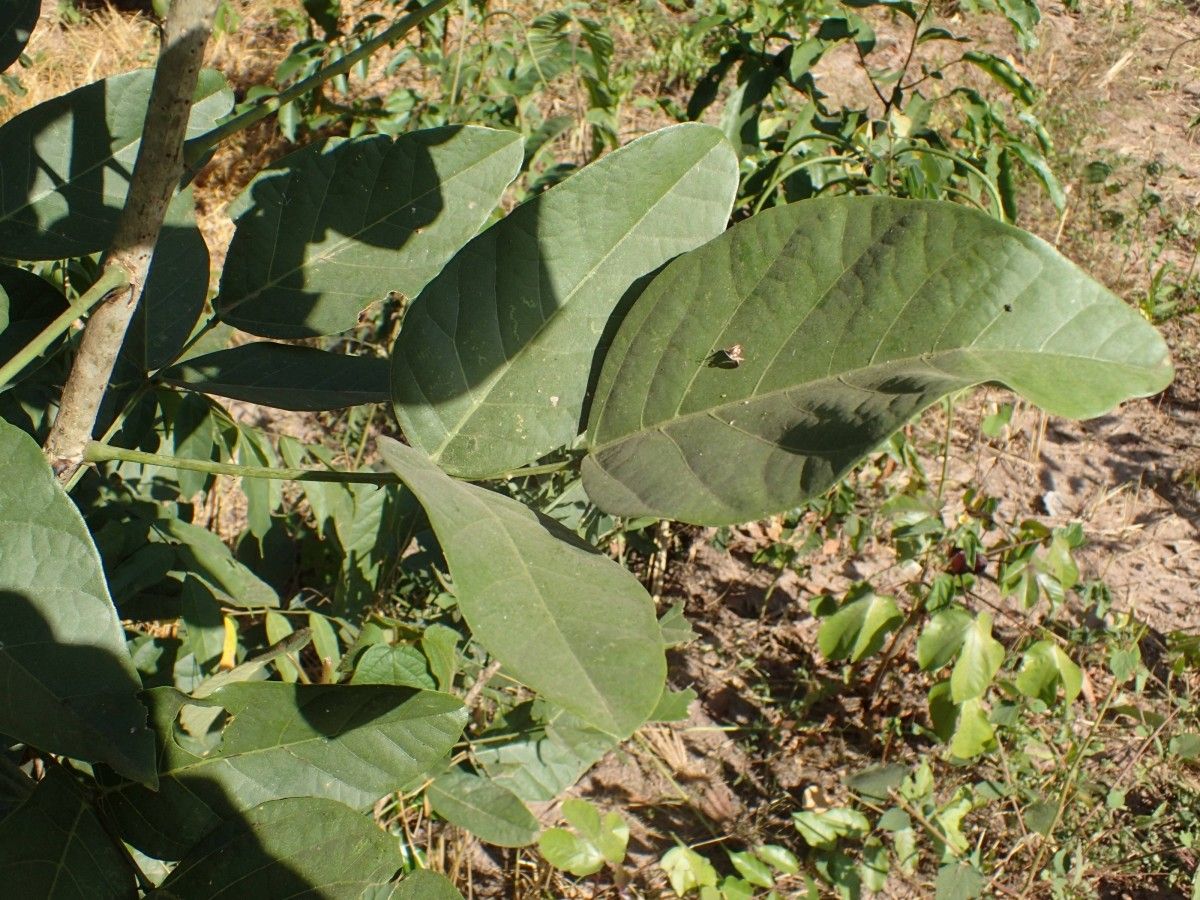 Erythrina senegalensis — search result for 'Erythrina'