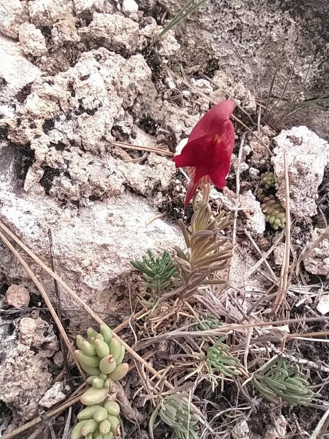 Linaria aeruginea flower