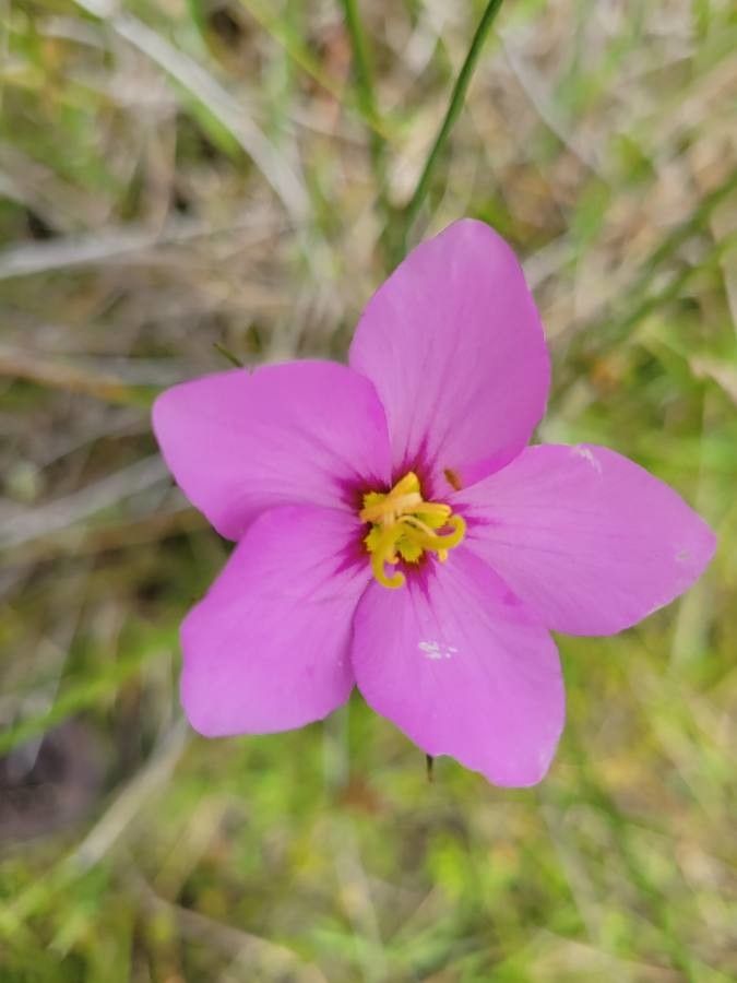 Sabatia grandiflora flower