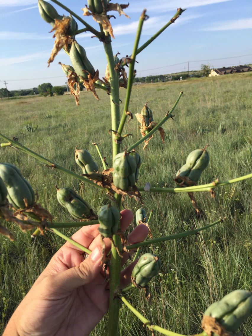 Yucca pallida fruit