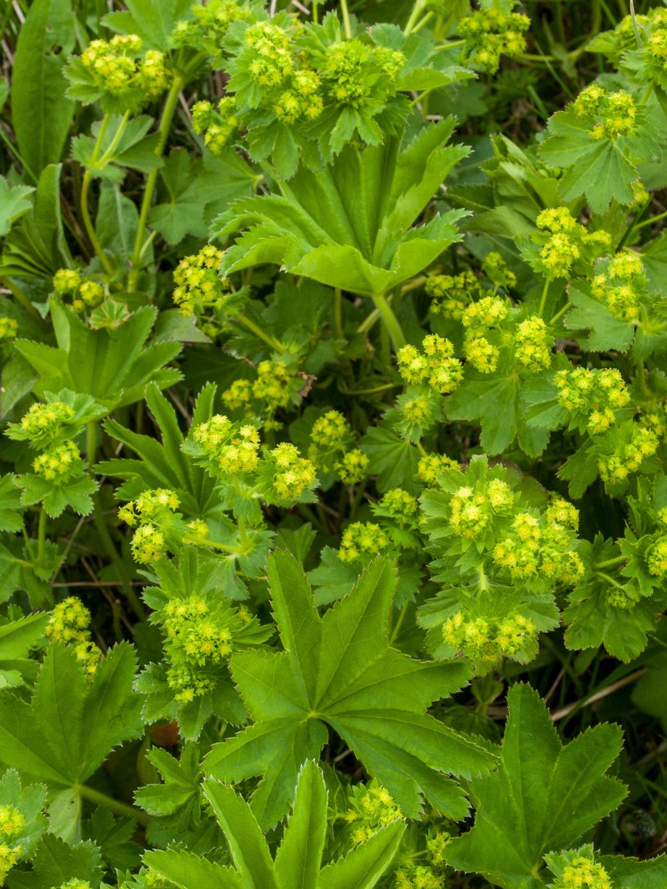 Alchemilla acutiloba flower
