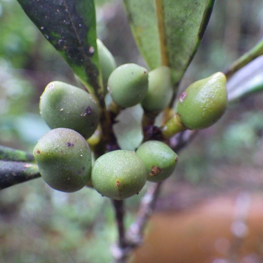 Noronhia obtusifolia — houseplant care guide