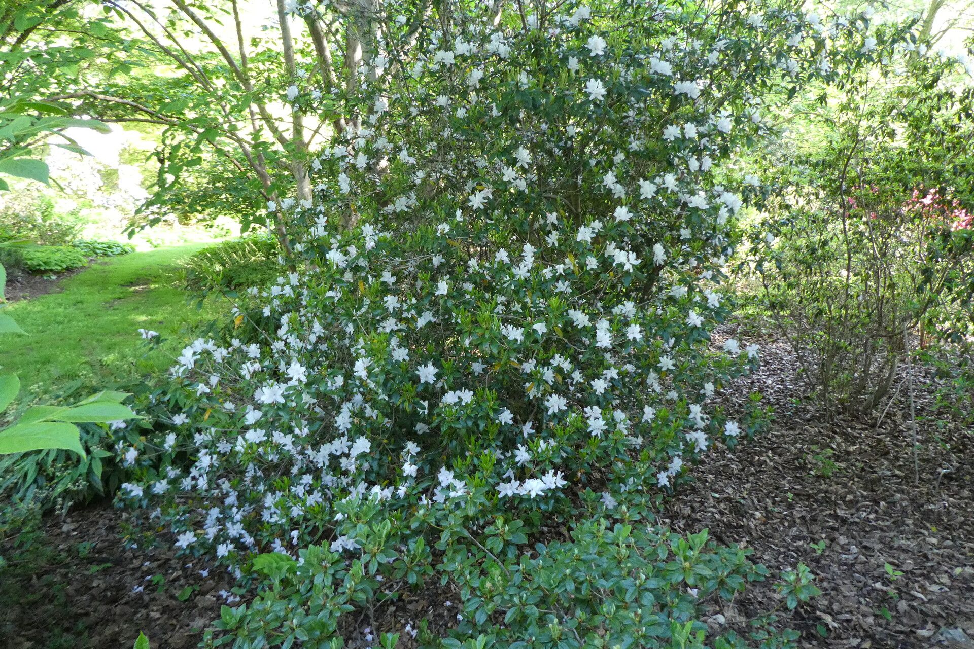 Rhododendron tashiroi habit