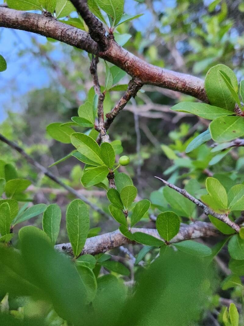 Sideroxylon reclinatum flower