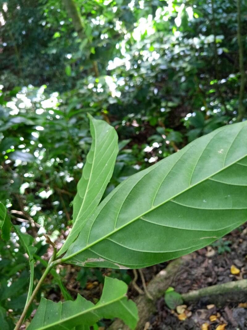 Guarea glabra leaf