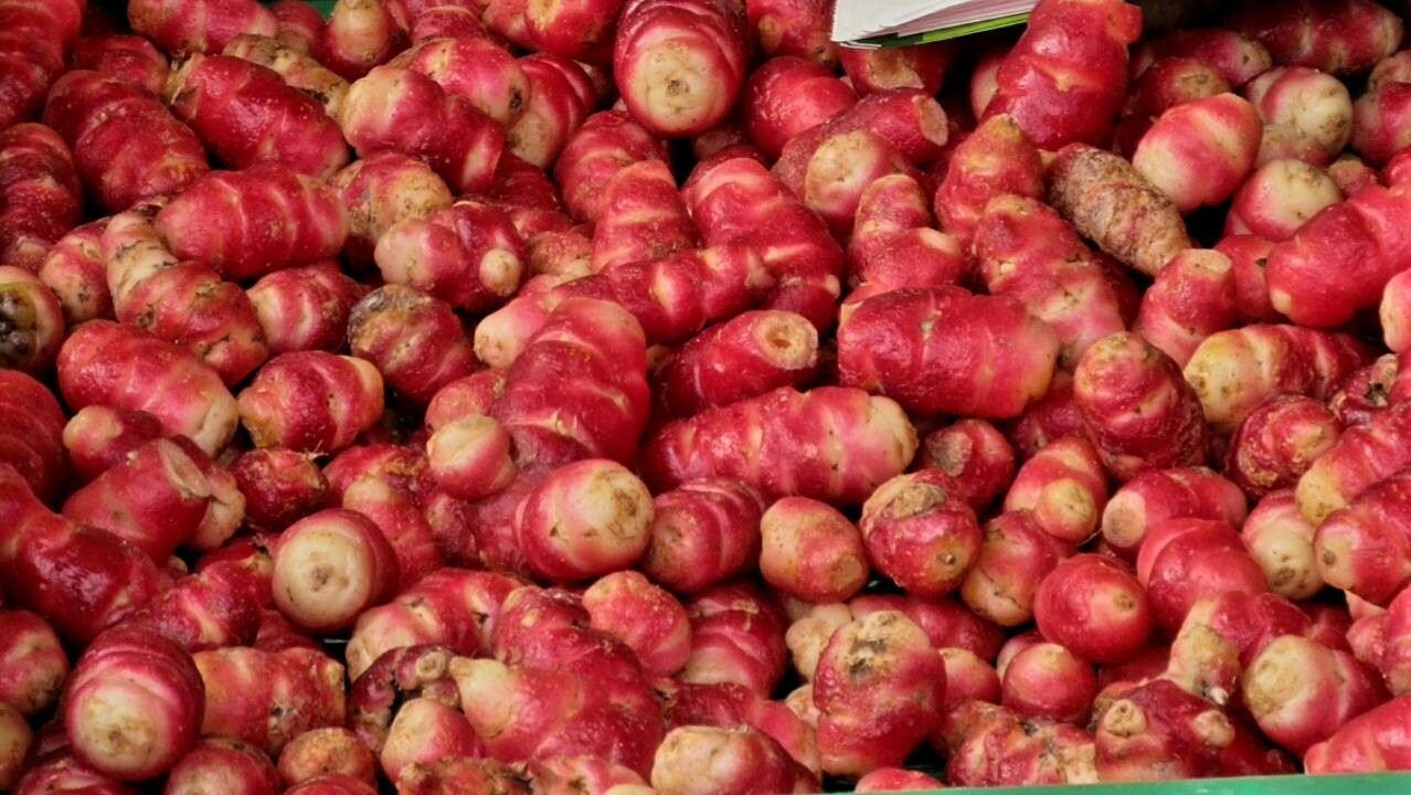 Oxalis tuberosa fruit