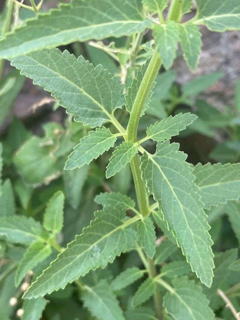 Scrophularia glabrata — search result for 'Scrophularia'