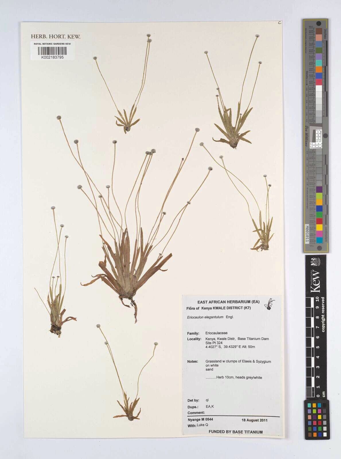 Eriocaulon elegantulum — houseplant care guide