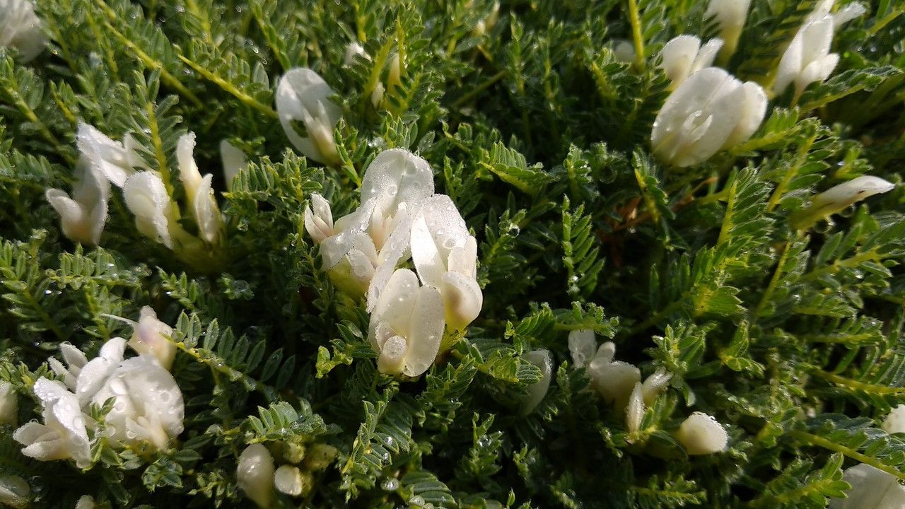 Astragalus angustifolius flower