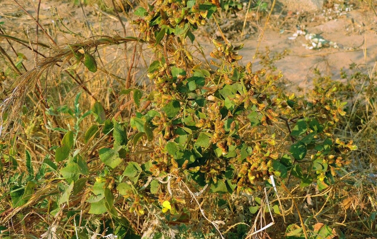 Rhynchosia resinosa habit