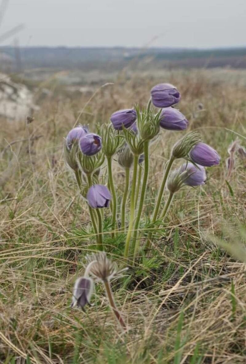 Anemone patens flower