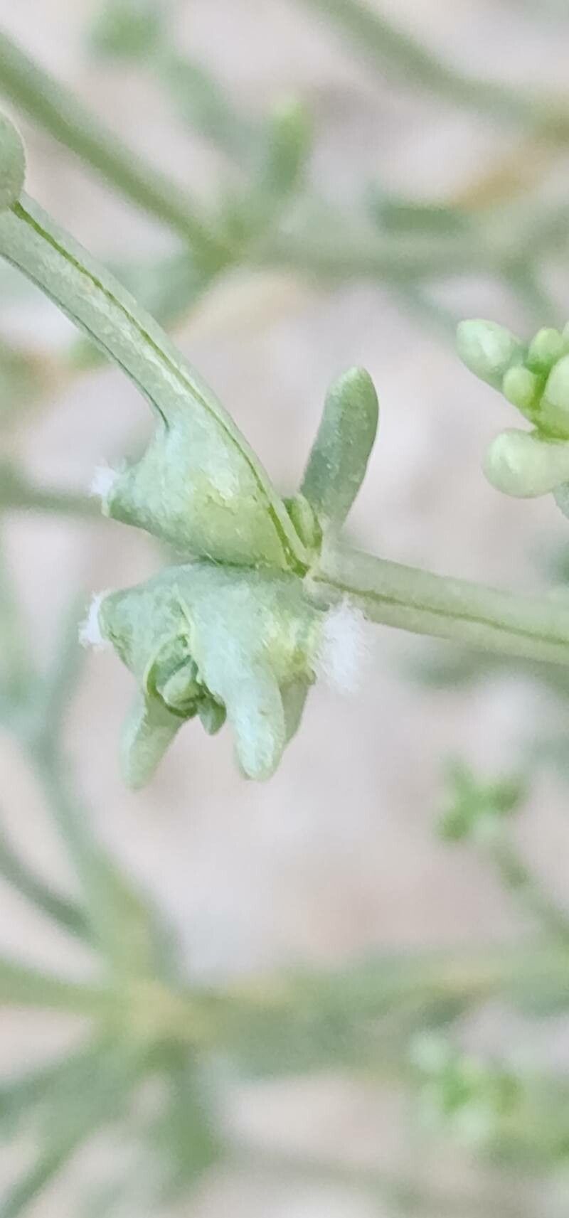 Salsola setifera flower