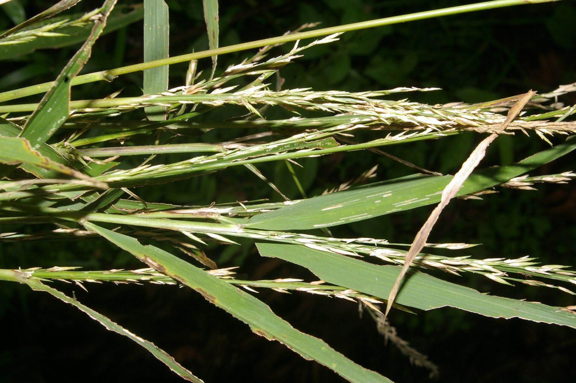 Chusquea patens fruit