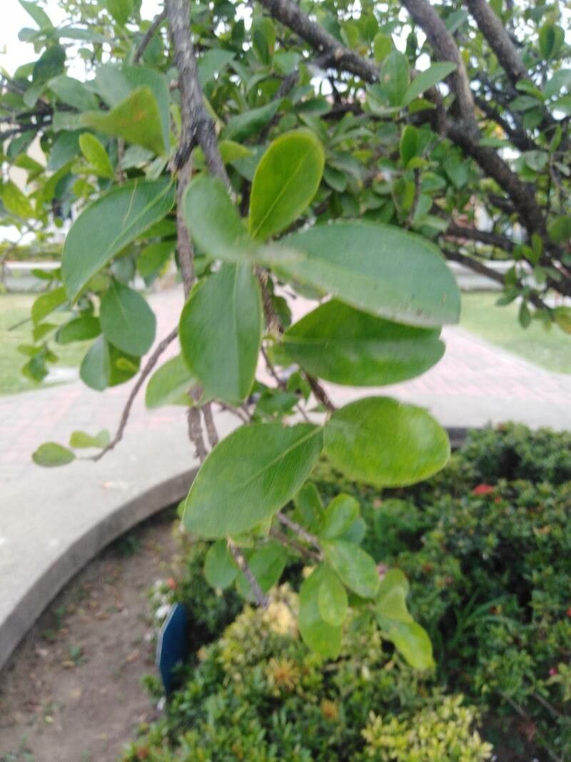 Malpighia pusillifolia — houseplant care guide