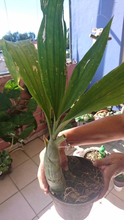 Calanthe wallichii leaf