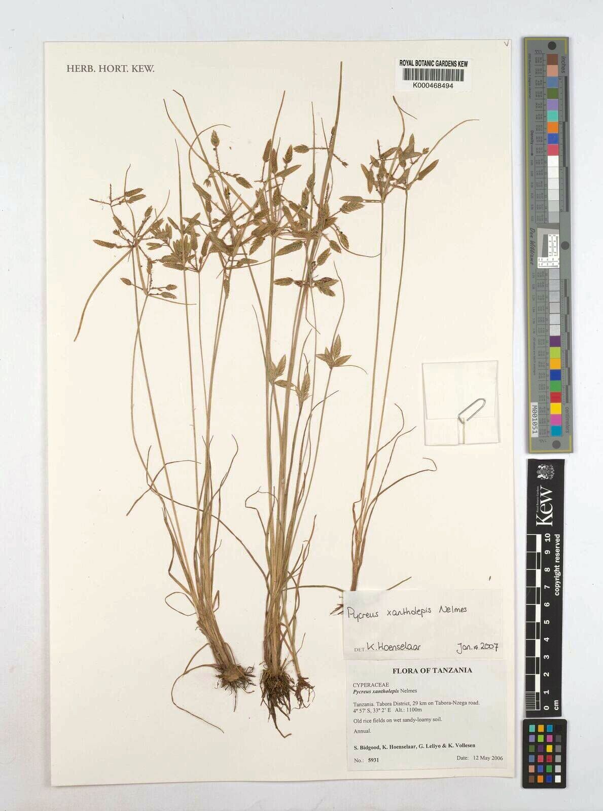 Cyperus xantholepis — houseplant care guide