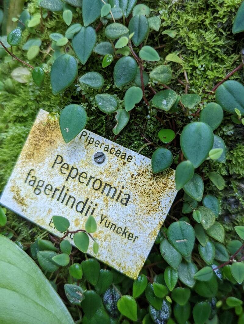 Peperomia fagerlindii other