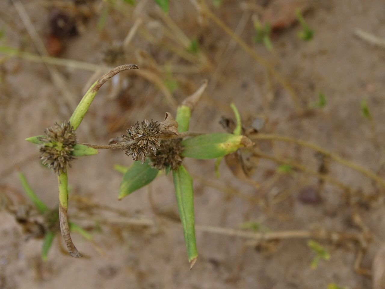 Mitracarpus hirtus leaf