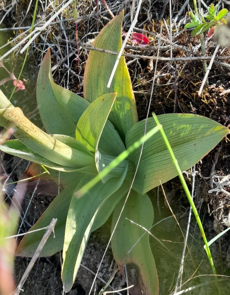 Chloraea chrysantha — related species from the same genus