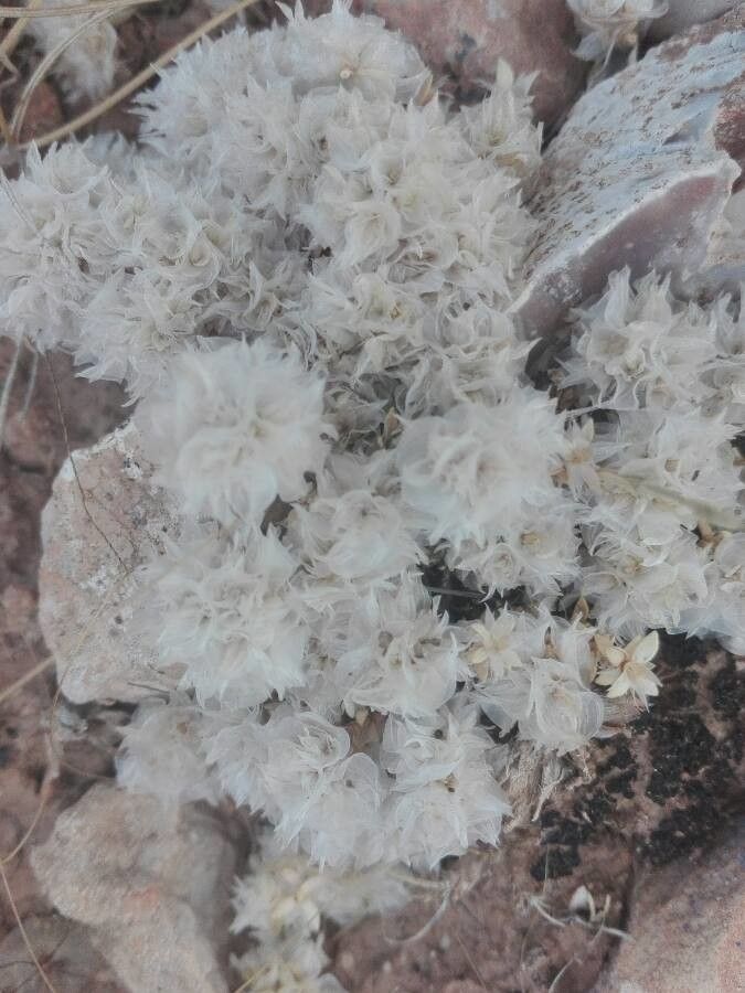 Paronychia capitata fruit