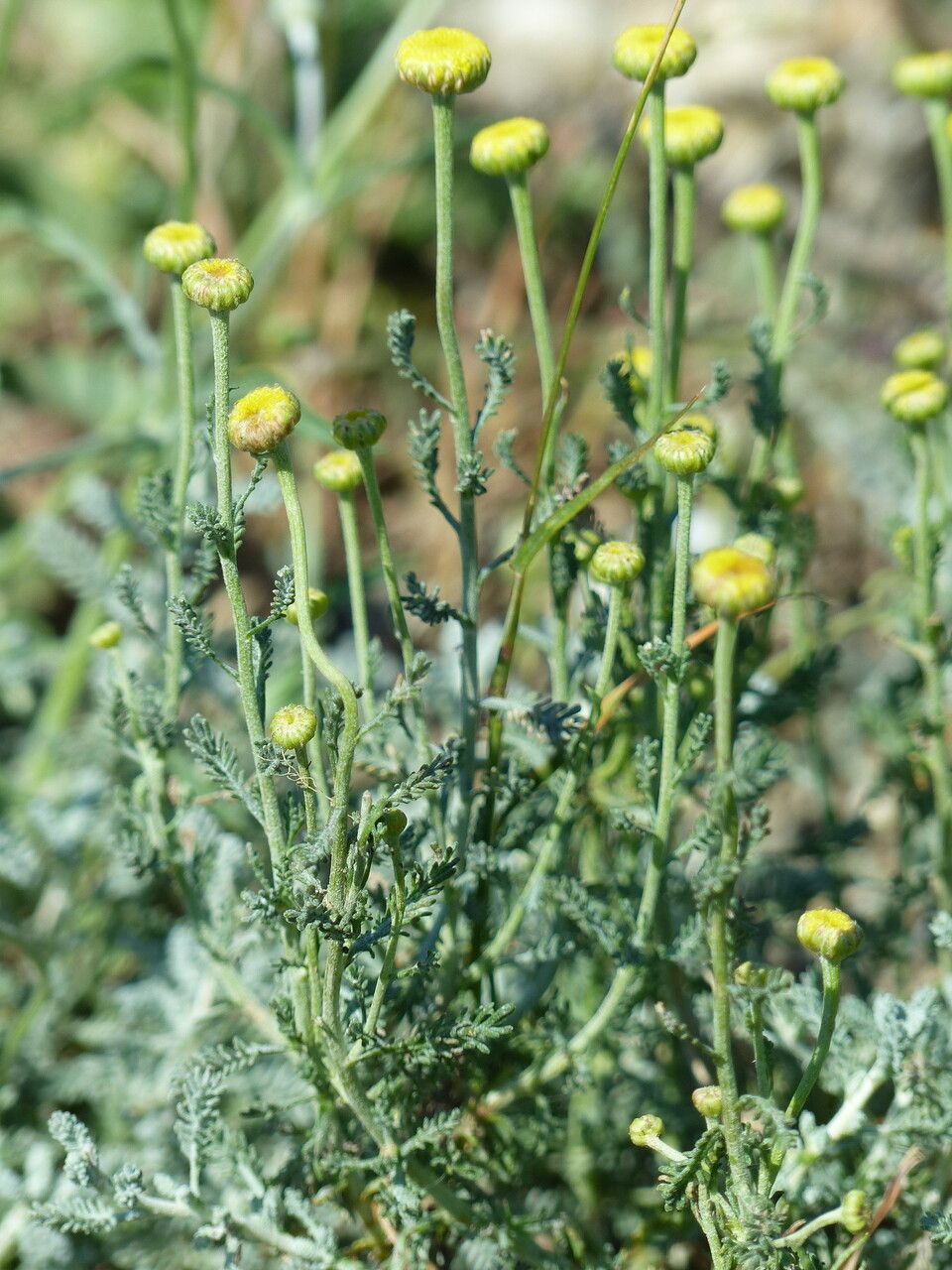 Santolina villosa habit