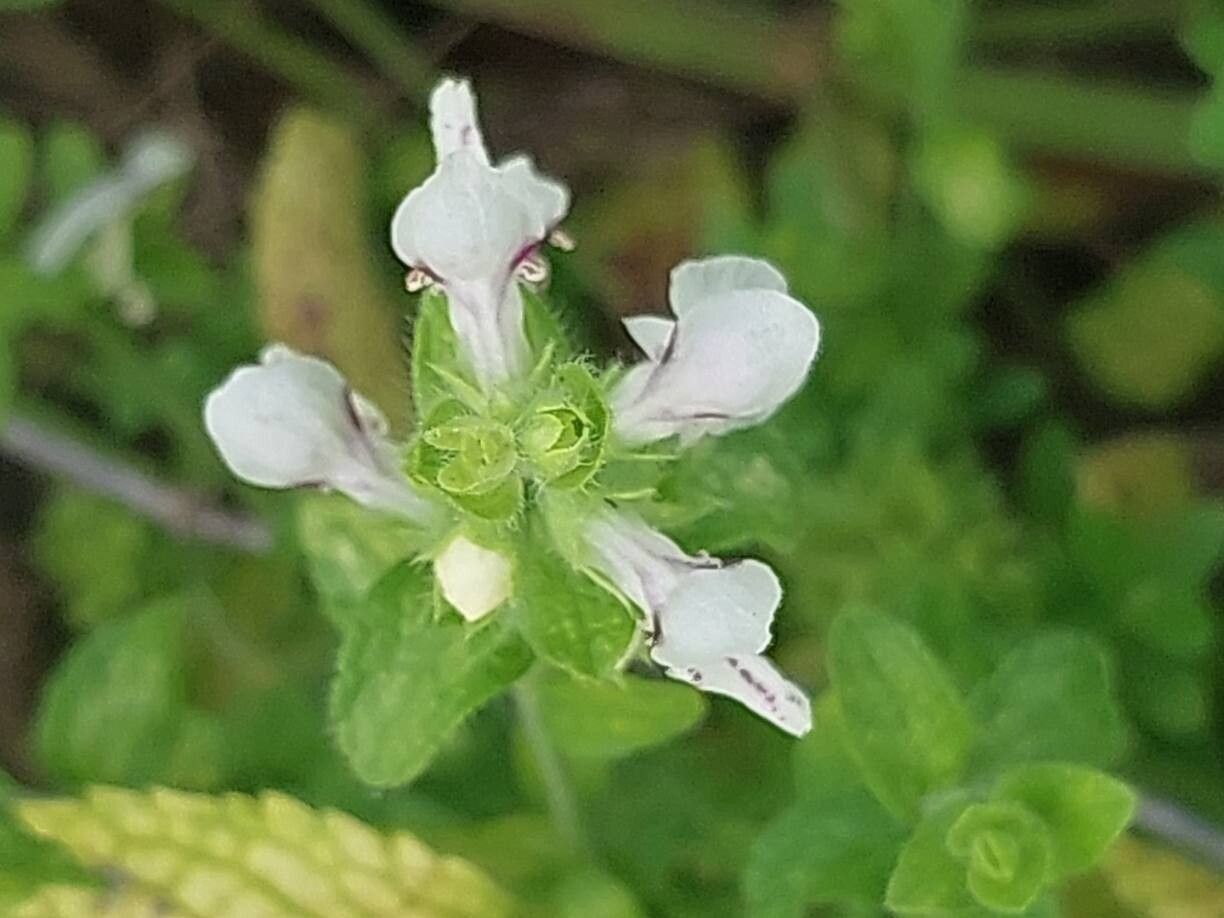 Stachys menthifolia flower