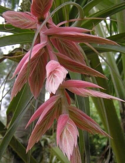 Tillandsia bourgaei — houseplant care guide