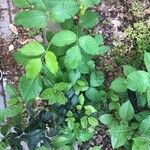 Toxicodendron pubescens