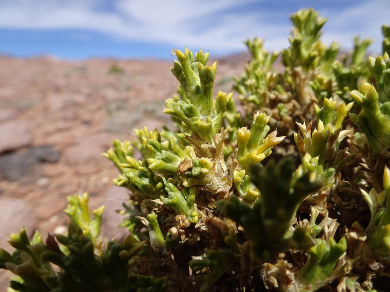 Werneria pseudodigitata — houseplant care guide