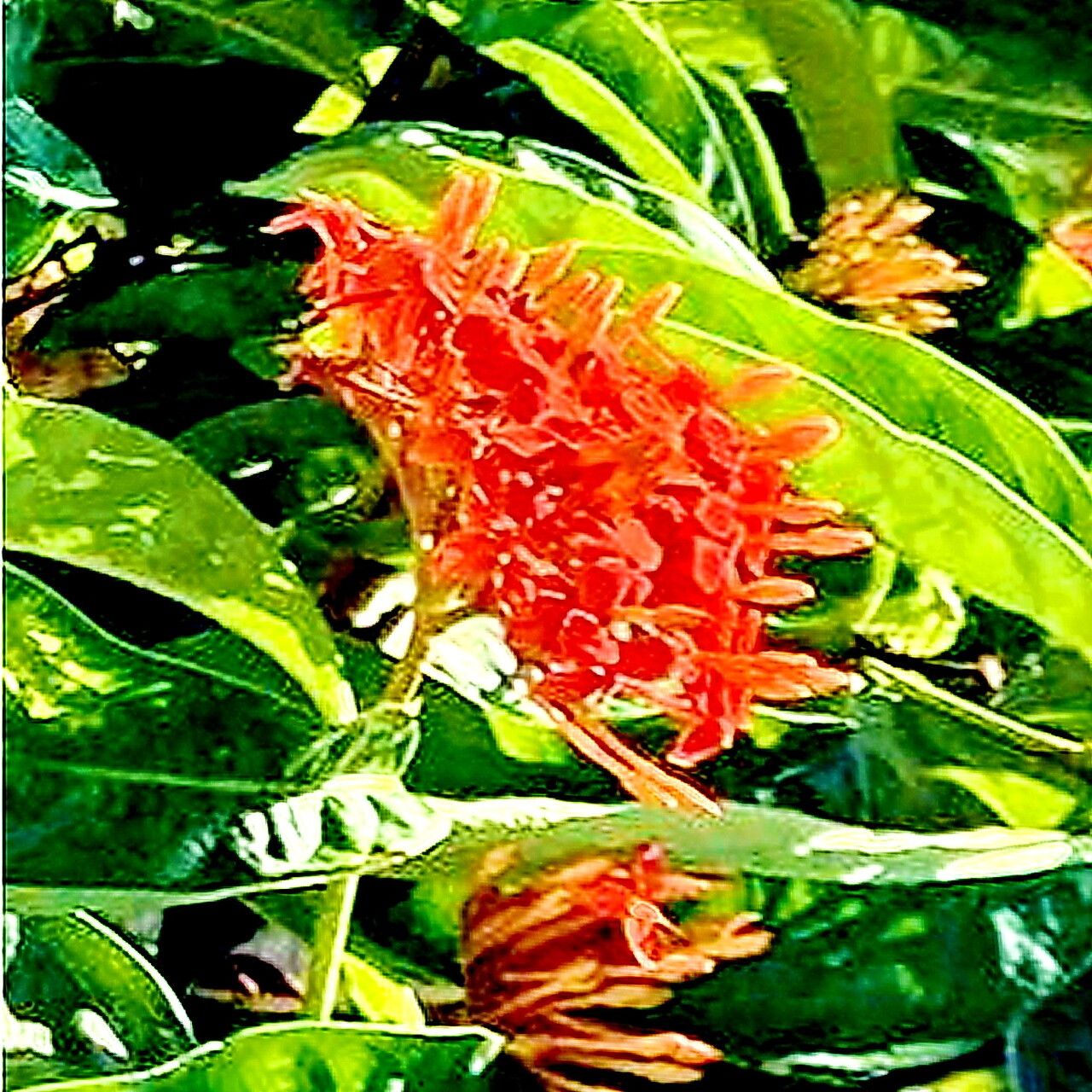 Ixora casei — search result for 'Ixora'