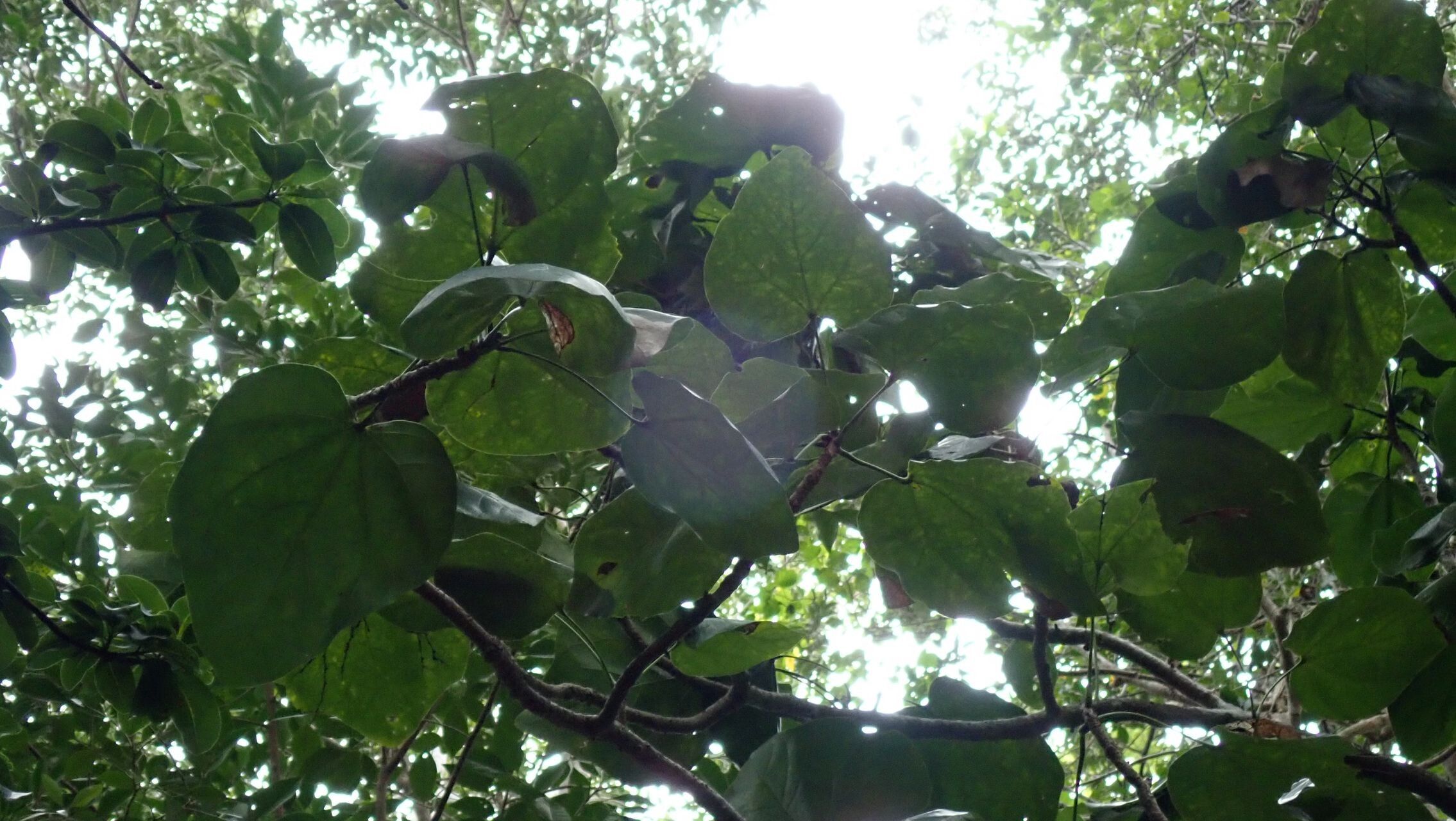 Acropogon veillonii — houseplant care guide