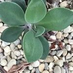 Echeveria gibbiflora