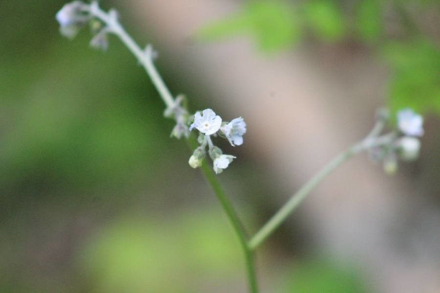 Cynoglossum virginianum flower