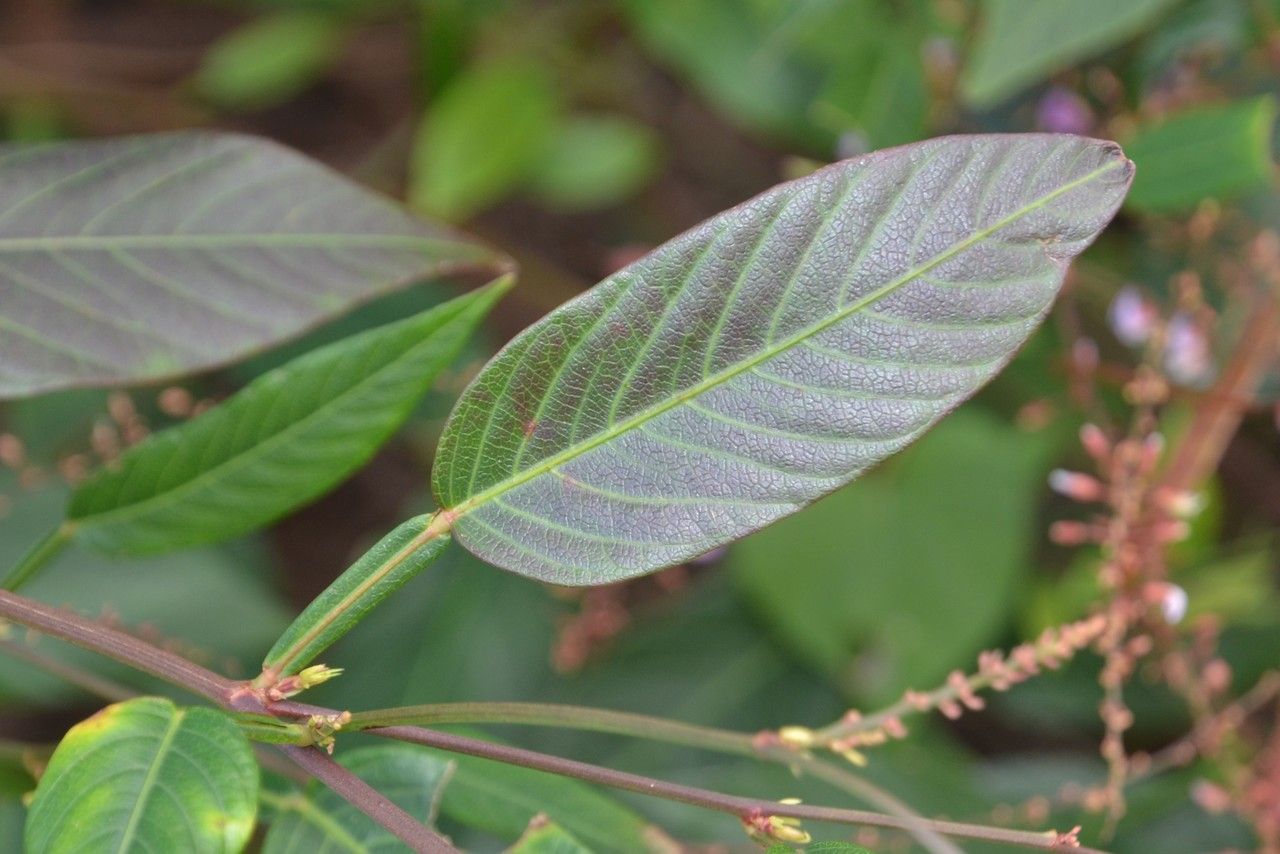 Tadehagi triquetrum leaf