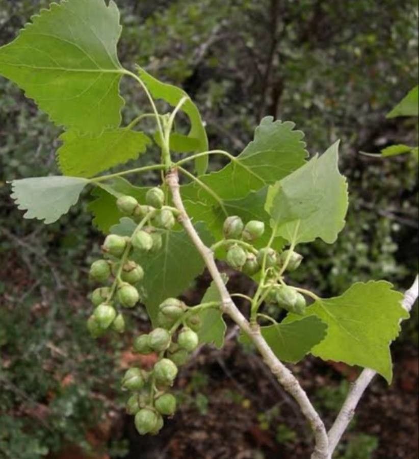 Populus fremontii fruit
