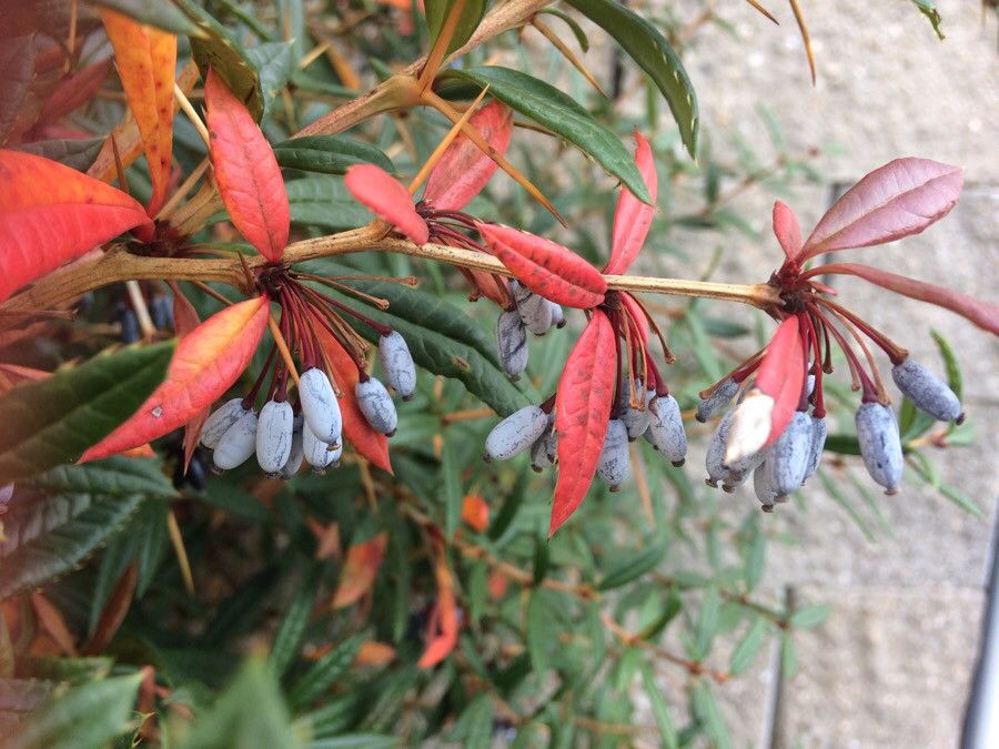 Berberis gagnepainii fruit