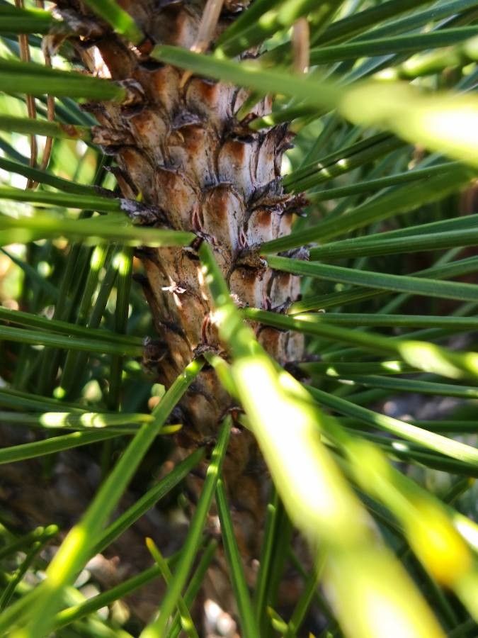 Pinus heldreichii bark