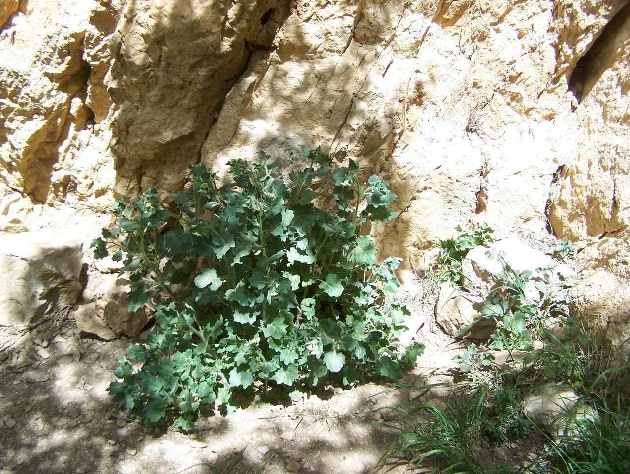 Cynoglossum tubiflorum habit