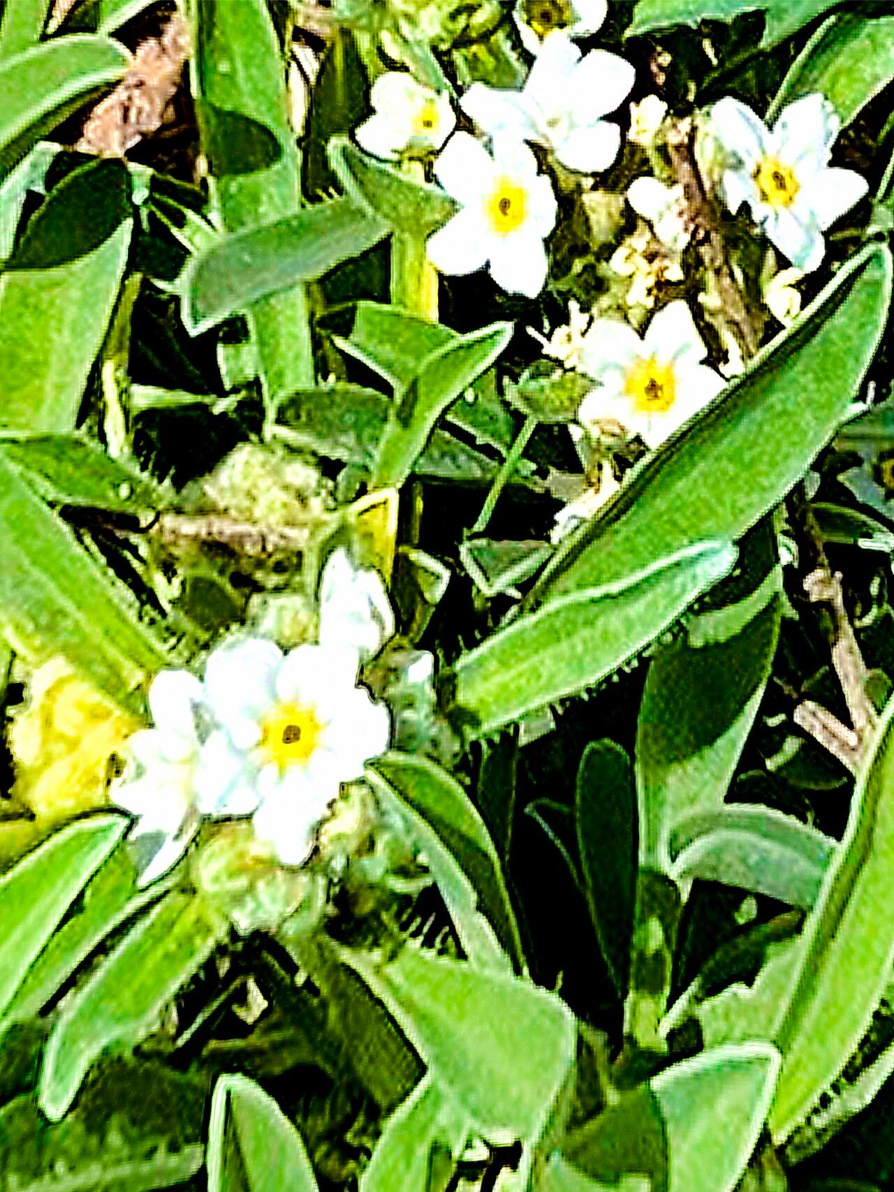 Oreocarya suffruticosa — search result for 'Cryptantha'